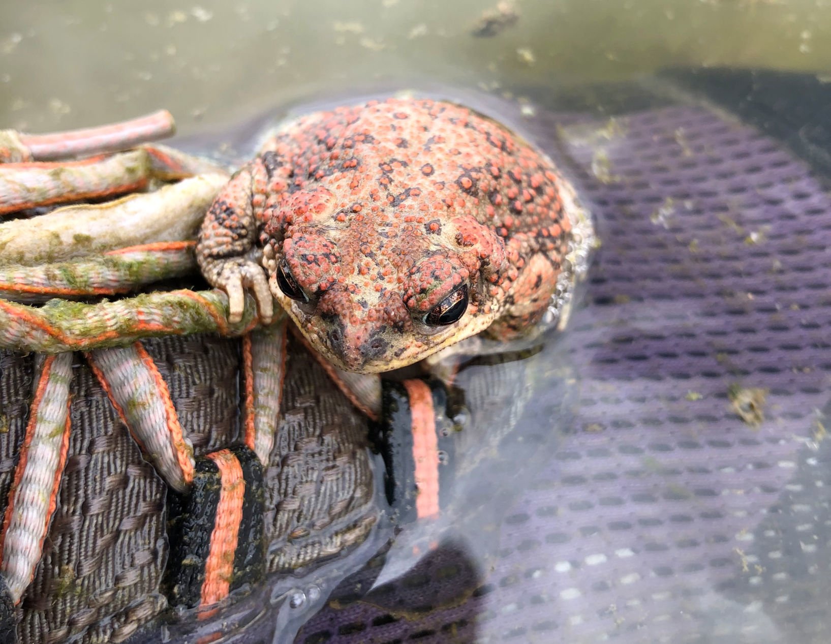 Red-spotted toad